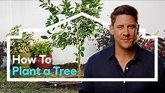 How to Plant a Tree /// Lowe's