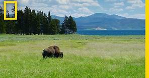 Spend a Relaxing Hour in Yellowstone’s Beautiful Landscapes | National Geographic