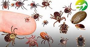 Learn The TICK Classification - Characteristics of Animals