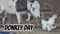 Donkey Day