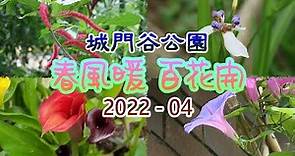 [輕輕鬆鬆，賞花遊蹤] 春風暖，百花開 | 城門谷公園 | Shing Mun Valley Park | Spring Blossoms