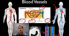 The Circulatory System