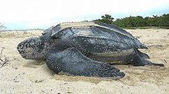 Facts: The Leatherback Sea Turtle