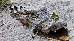Alligators can be found in every Florida county. What are the chances of being bitten?