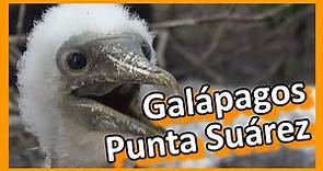 Ecuador - Galápagos - Isla Española - Punta Suárez