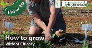 How to grow Witloof Chicory