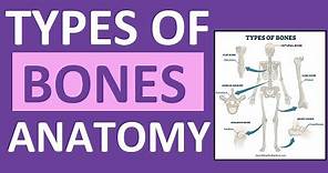 Types of Bones Anatomy: Long, Short, Flat, Irregular, Sesamoid, Sutural