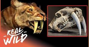 The Extraordinary Truth About The Saber Tooth Tiger | Extinct Animals | Real Wild