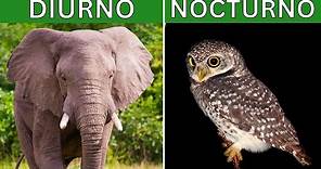 Animales diurnos y nocturnos: explicación, diferencias, características y EJEMPLOS 🦉🐘