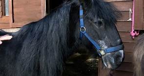'Last surviving pit pony' enjoying retirement