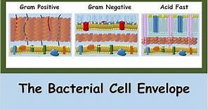 The Bacterial Cell Envelope