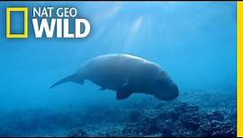 The Dugong: the Ocean's Vacuum Cleaner | Wild Egypt