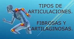 Tipos de articulaciones. Fibrosas y cartilaginosas.