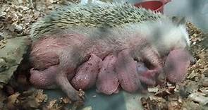 Erizos recién nacidos (hedhehog birth)