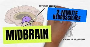 2-Minute Neuroscience: Midbrain