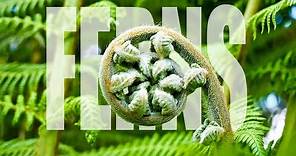 Ferns | Fern Plants Full Documentary | Amazing Facts about Ferns.
