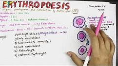 Erythropoesis - Physiology ; Sites and Stages