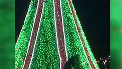 Man climbs National Christmas Tree near White House