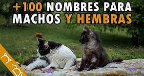 Los MEJORES Nombres Para Gatos MACHOS Y HEMBRAS (De Todos Los Colores)