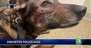 Man bites and stabs police dog ‘Cort’ in Fairfield, police say
