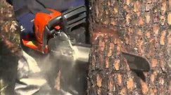 How to Safely Fell or Cut Down a Tree Using a Chainsaw | Husqvarna