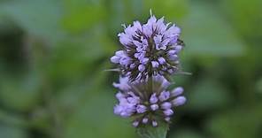 Mentha × piperita var. citrata - Basilikumminze, Basil Mint