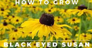 Black Eyed Susan, Rudbeckia Hirta - Comprehensive Grow and Care Guide