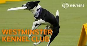 LIVE: Westminster Kennel Club introduces new breeds for the 2021 Westminster Dog Show
