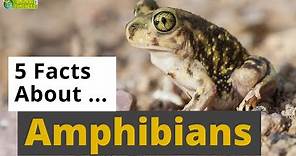All About Amphibians 🐸 - 5 Interesting Facts - Animals for Kids - Educational Video