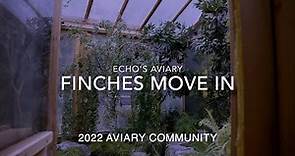 Aviary Update: 2022 Finches have moved into the Aviary
