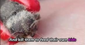 Panda Ants ~ Are They Truly Ants?