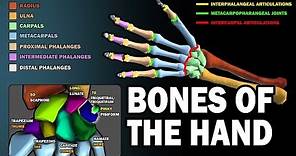BONES OF THE HAND (LEARN IN 2.5 MINUTES!)
