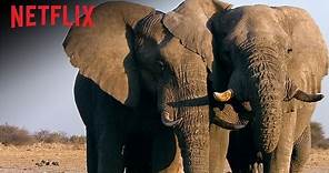 The Ivory Game - Official Trailer - Netflix Documentary [HD]