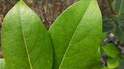 Cinnamomum cassia(Cinnamon) 肉桂葉圖鑑