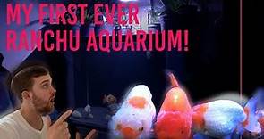 RANCHU Goldfish aquarium | My FIRST fancy goldfish aquarium! | Where it all began...