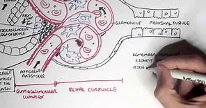 Nephrology - Kidney Physiology Overview