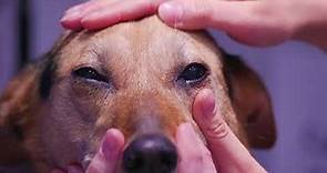 Four signs of pain in the eye of a dog