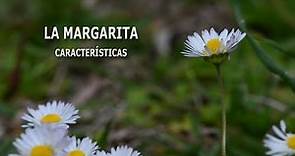 Margarita: Características y curiosidades