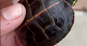 Young Southern Painted Turtle (chrysemys Picta Dorsalis) #turtlespecies #turtle #pet #baby #animal