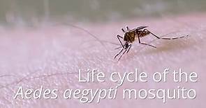 Life cycle of the mosquito Aedes aegypti