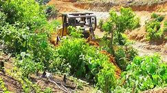 Earth Diggers at Palm Oil Plantation Development Site || Bulldozers D6R XL