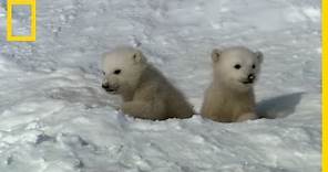 Les premiers pas d'un ourson polaire
