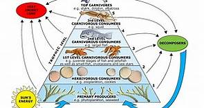 Marine food webs