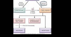#1 - Introduction to pathology - etiology, pathogenesis, morphology terms, homeostasis, apoptosis