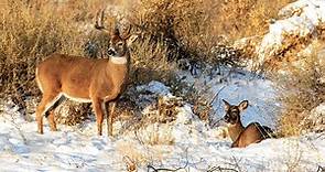 What Happened to the 2021 Rut? - North American Whitetail
