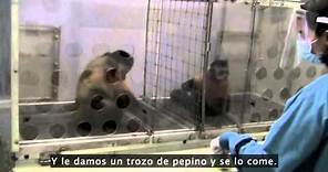 Frans de Waal: ¿Los animales tienen sentido de moralidad?