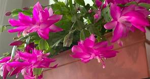 Garden Guide: What is a Christmas cactus?