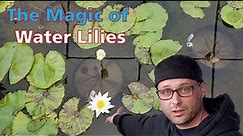Water Lilies - How to Transplant (More Than One Way) and Protect them from Koi