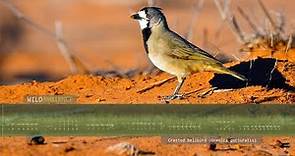 Crested Bellbird Calls - The sounds of a Crested Bellbird in the Australian outback