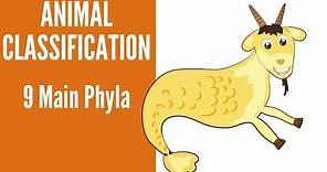 Animal Classification-(9 main Phyla of Animals)